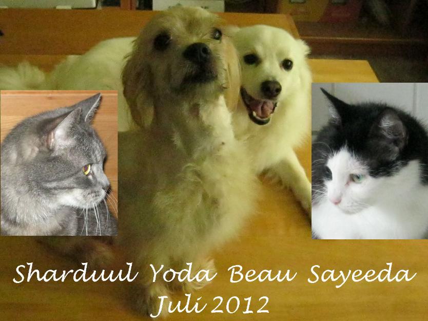 Mijn 2 katten en 2 honden 2012